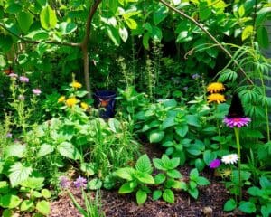 Plantations écologiques : comment transformer votre jardin